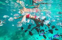 Zanzibar Half Day Trip in Mnemba Island 