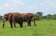 2 Days Salt Lick Safari Tour