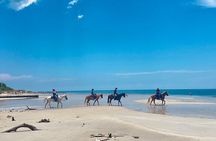 Guided Horseback Riding on The Pristine Waters of Miami Florida
