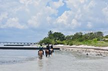 Guided Horseback Riding on The Pristine Waters of Miami Florida