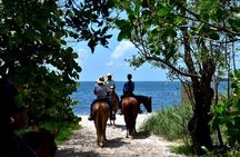 Guided Horseback Riding on The Pristine Waters of Miami Florida