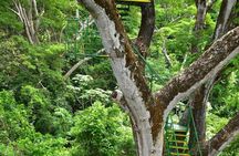 Customizable Zipline Adventure 
