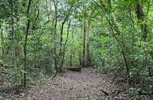 Rincon de la Vieja/Santa Maria Nature Hike & Hot Springs/Half day