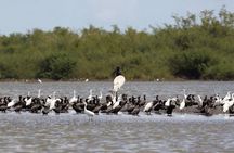 Wings of Belize: Crooked Tree Wildlife Adventure 