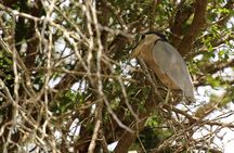 Wings of Belize: Crooked Tree Wildlife Adventure 