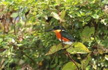 Wings of Belize: Crooked Tree Wildlife Adventure 