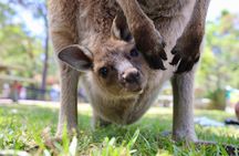 Nature and Wildlife: Australia in One Day - Private Tour