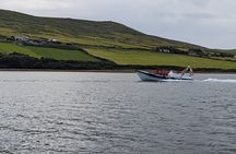Dingle Boat Tours Wildlife RIB Adventure