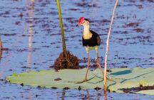 Darwin: Evening tour to Fogg Dam Wetlands and Humpty Doo Hotel