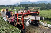 Shizuoka Tea Picking Private Experience