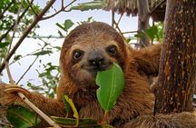 Roatan Sloth & Monkeys Animal Park , Chocolate Rum cake Factory 
