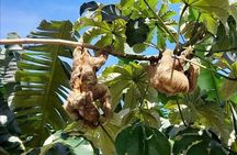 Roatan Sloth & Monkeys Animal Park , Chocolate Rum cake Factory 