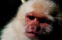 Nature walk in Curicancha Reserve 