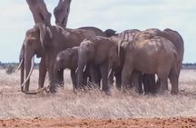 2 Days Tsavo East and Ngutuni Sanctuary starting from Mombasa.