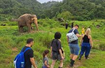 Phuket City Tour & Elephant Sanctuary: Sights, Tastes, Culture 