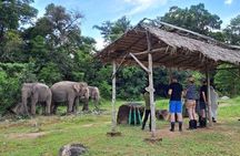 Phuket City Tour & Elephant Sanctuary: Sights, Tastes, Culture 