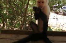 Roatan Sloth & Monkeys Animal Park , Chocolate Rum cake Factory 