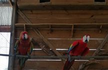 Roatan Sloth & Monkeys Animal Park , Chocolate Rum cake Factory 
