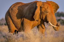 2 Days Tsavo East and Ngutuni Sanctuary starting from Mombasa.