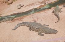 Crocodil Park transport and entrance ticket Crocoparc Included