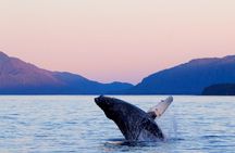 Whale Watching and Wildlife Adventure in Sitka