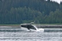 Whale Watching and Wildlife Adventure in Sitka