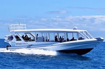 Gold Coast Whale Watch Tour with Whale Watch Queensland