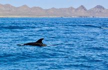 Danzante Island and Snorkel Tour from Villas del Palmar Hotel