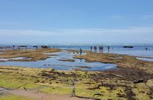 Private Coconut Coast & Praia do Forte Tour - from Salvador