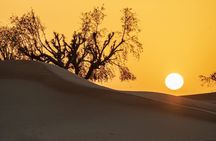 Sunrise/Morning Dune Drive with Camel Trek & Sand Surfing