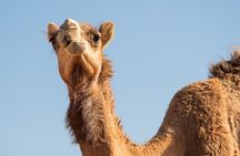 Sunrise/Morning Dune Drive with Camel Trek & Sand Surfing