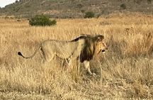 Pilanesberg National Park Tour