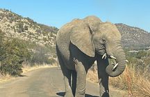 Pilanesberg National Park Tour
