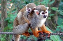 Monkey Enconter & Zip line Adventure