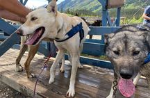 Step Into the Yukon and Sled Dog Tour