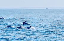 Dolphin Watching Experience in Trincomalee