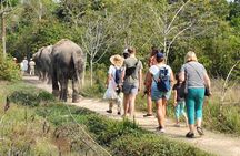 Kulen Elephant Forest by private tour 