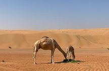 Sunset watching in Al Wahiba Sand