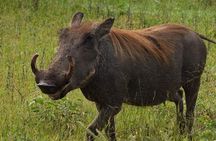 Private Guided Tour in Victoria Falls