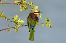 Private Guided Tour in Victoria Falls