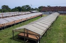 Cacao Road Excursion: plantations, processes, tasting and culture