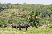 1 Day Short 4x4 Safari: ARUSHA NATIONAL PARK incl. Lodge-Lunch