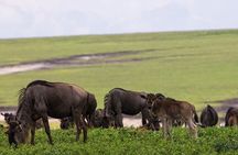5 Days Serengeti and Ngorongoro Budget Camping Safari Tour