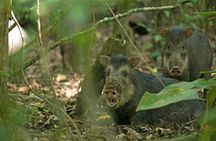 Corcovado National Park Day Hike in Sirena Station