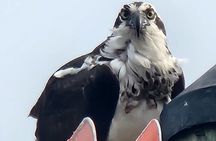 Private Crystal River Wildlife Boat Tour 