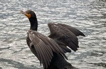 Private Crystal River Wildlife Boat Tour 
