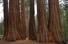 Private Day Tour to Sequoia and Kings Canyon Parks From LA
