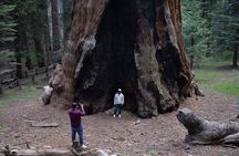 Private Day Tour to Sequoia and Kings Canyon Parks From LA