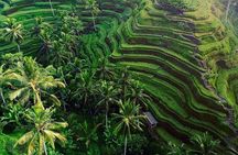 Full day ubud Tour commbine Bali Rafting