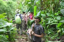 Full Day Trekking & bamboo cooking Tour in Chiang Rai